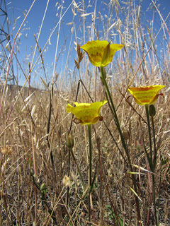 Calochortus luteus Yellow Mariposa, Yellow mariposa lily Calochortus luteus Yellow Mariposa, Yellow mariposa lily