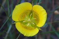 Calochortus luteus Yellow Mariposa, Yellow mariposa lily Calochortus luteus Yellow Mariposa, Yellow mariposa lily
