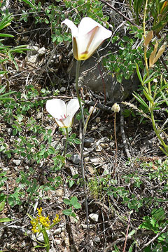 Calochortus nuttallii Sego Lily Calochortus nuttallii Sego Lily