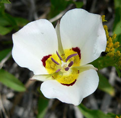 Calochortus nuttallii Sego Lily Calochortus nuttallii Sego Lily