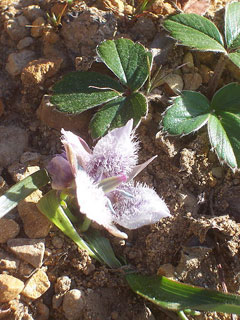 Calochortus tolmiei Tolmie Startulip Calochortus tolmiei Tolmie Startulip