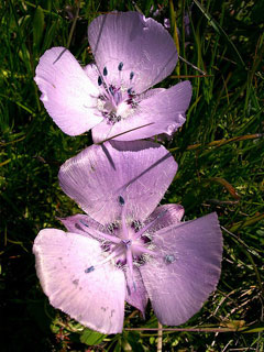 Calochortus uniflorus Large-Flowered Star Tulip, Monterey mariposa lily Calochortus uniflorus Large-Flowered Star Tulip, Monterey mariposa lily