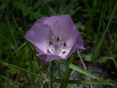 Calochortus uniflorus Large-Flowered Star Tulip, Monterey mariposa lily Calochortus uniflorus Large-Flowered Star Tulip, Monterey mariposa lily