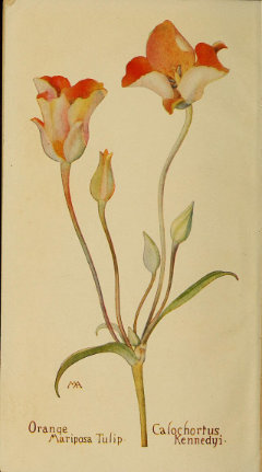 Calochortus kennedyi Kennedy’s or Desert Mariposa Lily Calochortus kennedyi Kennedy’s or Desert Mariposa Lily