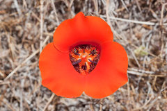Calochortus kennedyi Kennedy’s or Desert Mariposa Lily Calochortus kennedyi Kennedy’s or Desert Mariposa Lily