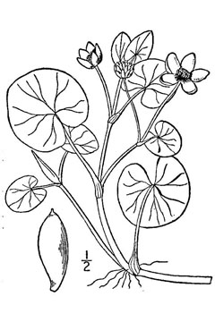 Caltha natans Floating marsh marigold Caltha natans Floating marsh marigold