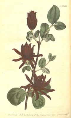 Calycanthus floridus Carolina Allspice,  Eastern sweetshrub, Strawberry Bush, Sweetshrub, Carolina Allspice