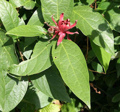 Calycanthus occidentalis Californian Allspice, Western sweetshrub Calycanthus occidentalis Californian Allspice, Western sweetshrub