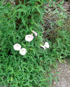 Calystegia hederacea Japanese false bindweed Calystegia hederacea Japanese false bindweed
