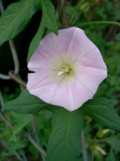 Calystegia hederacea Japanese false bindweed Calystegia hederacea Japanese false bindweed
