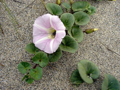 Calystegia soldanella Sea Bindweed, Seashore false bindweed Calystegia soldanella Sea Bindweed, Seashore false bindweed