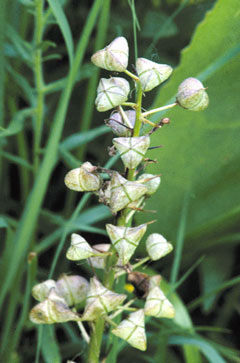 Camassia scilloides Atlantic Camas