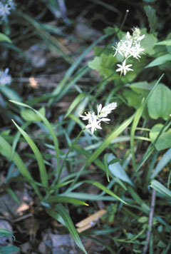 Camassia scilloides Atlantic Camas