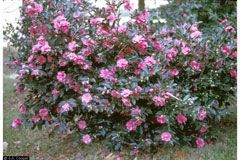Camellia reticulata To-tsubaki Camellia reticulata To-tsubaki