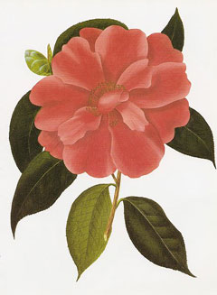 Camellia reticulata To-tsubaki Camellia reticulata To-tsubaki