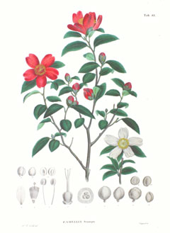 Camellia_sasanqua Camellia, Sasanqua camellia