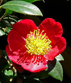 Camellia_sasanqua Camellia, Sasanqua camellia