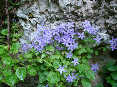 Campanula fenestrellata Adriatic Bellflower Campanula fenestrellata Adriatic Bellflower