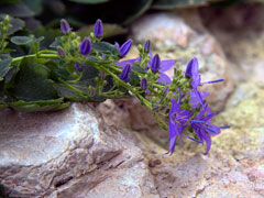 Campanula fenestrellata Adriatic Bellflower Campanula fenestrellata Adriatic Bellflower