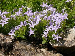 Campanula garganica Adriatic Bellflower Campanula garganica Adriatic Bellflower