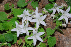 Campanula garganica Adriatic Bellflower Campanula garganica Adriatic Bellflower
