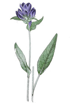 Campanula glomerata Clustered Bellflower, Dane Campanula glomerata Clustered Bellflower, Dane