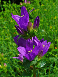 Campanula glomerata Clustered Bellflower, Dane Campanula glomerata Clustered Bellflower, Dane