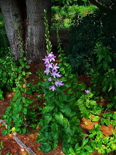 Campanula pyramidalis Chimney Bellflower Campanula pyramidalis Chimney Bellflower