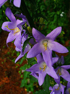 Campanula pyramidalis Chimney Bellflower Campanula pyramidalis Chimney Bellflower