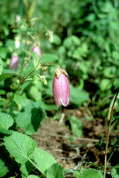 Campanula takesimana Korean Bellflower Campanula takesimana Korean Bellflower