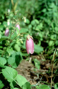 Campanula takesimana Korean Bellflower Campanula takesimana Korean Bellflower