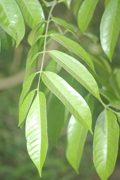 Canarium album Chinese White Olive Canarium album Chinese White Olive