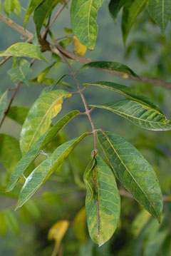 Canarium album Chinese White Olive Canarium album Chinese White Olive