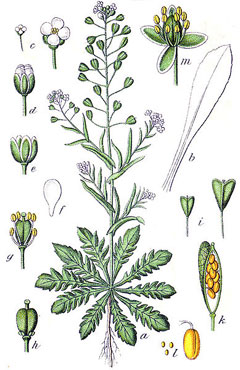 Capsella bursa-pastoris Shepherd