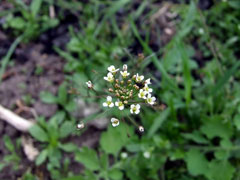 Capsella bursa-pastoris Shepherd