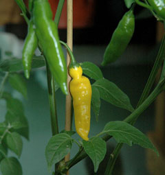 Capsicum baccatum Locoto, Aji Capsicum baccatum Locoto, Aji