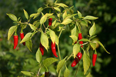Capsicum frutescens Tabasco Pepper