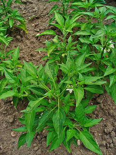 Capsicum frutescens Tabasco Pepper
