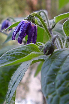 Capsicum pubescens Tree Pepper, Rocoto Capsicum pubescens Tree Pepper, Rocoto