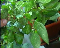 Capsicum pubescens Tree Pepper, Rocoto Capsicum pubescens Tree Pepper, Rocoto