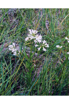 Cardamine bulbosa Bulbous Bittercress Cardamine bulbosa Bulbous Bittercress