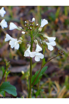 Cardamine bulbosa Bulbous Bittercress Cardamine bulbosa Bulbous Bittercress