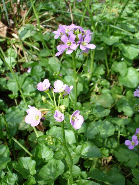 Cardamine raphanifolia Cardamine raphanifolia