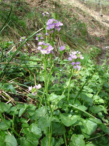 Cardamine raphanifolia Cardamine raphanifolia