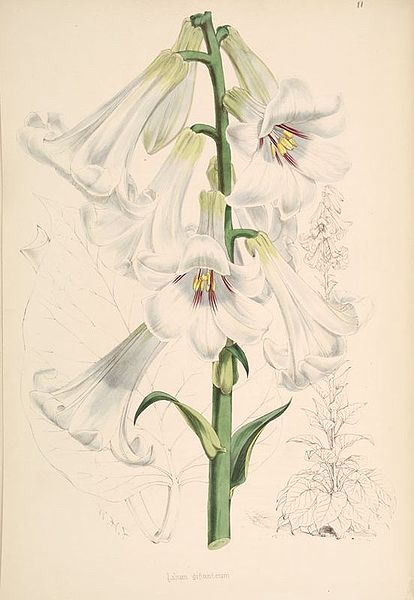 Cardiocrinum giganteum Cardiocrinum giganteum
