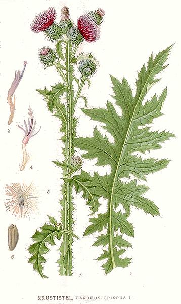 Carduus crispus Welted Thistle, Curly plumeless thistle