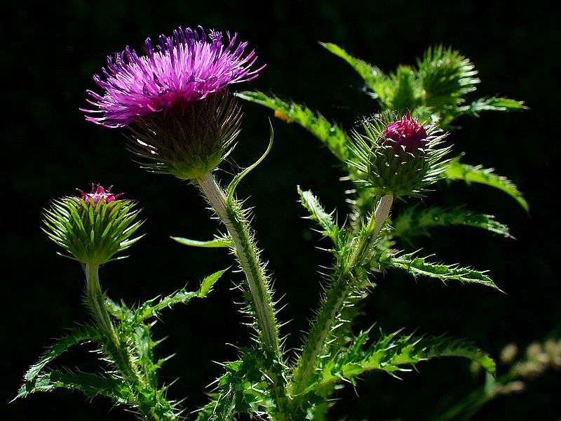 Carduus crispus Welted Thistle, Curly plumeless thistle
