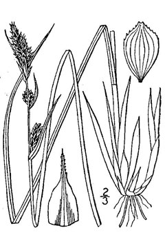 Carex buxbaumii Buxbaum Carex buxbaumii Buxbaum