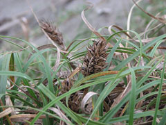 Carex kobomugi Japanese sedge Carex kobomugi Japanese sedge