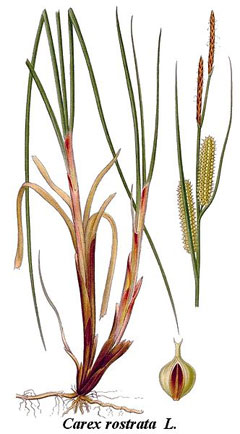 Carex rostrata Beaded Sedge, Beaked sedge Carex rostrata Beaded Sedge, Beaked sedge